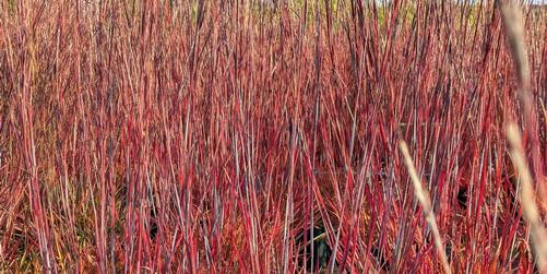 My Favorite Grass This Fall