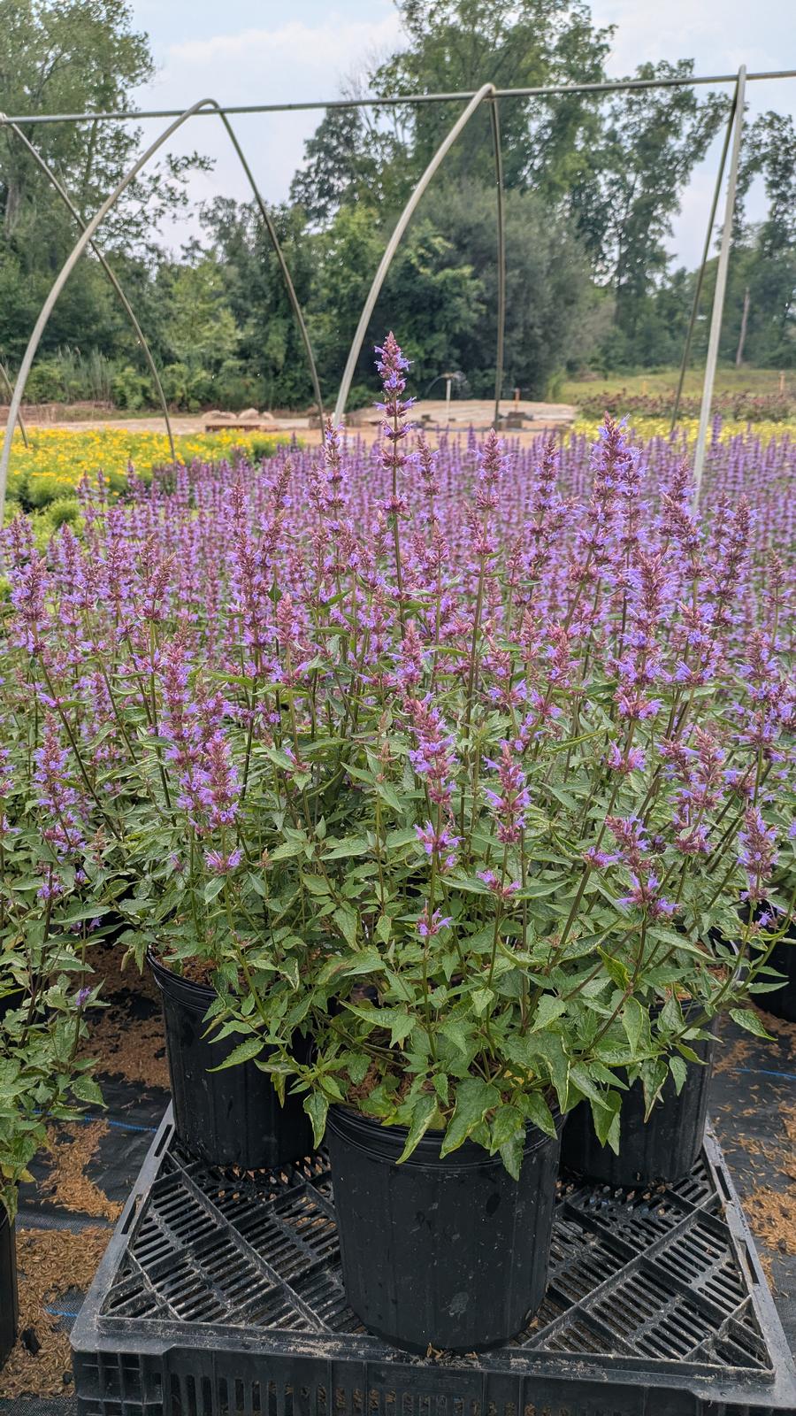 Agastache Purple Haze