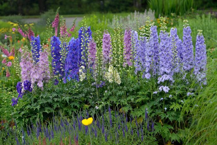 Delphinium New Zealand Mini Stars