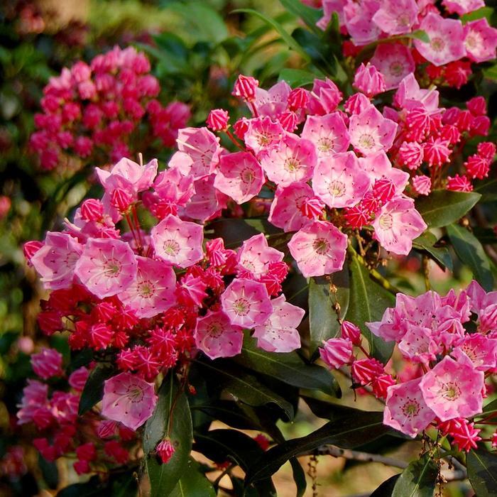 Kalmia latifolia Show Time