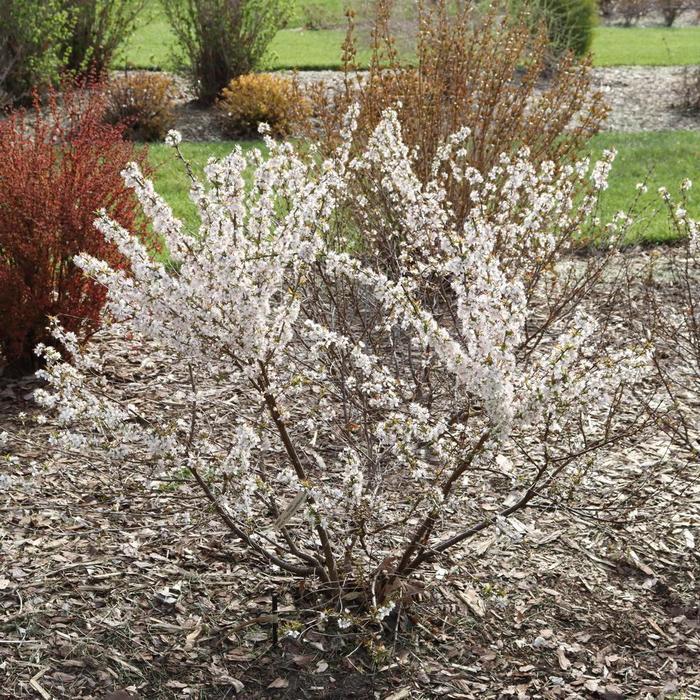 Prunus Easy as Pie&reg;