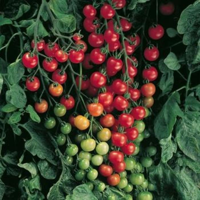 Solanum lycopersicon Supersweet 100