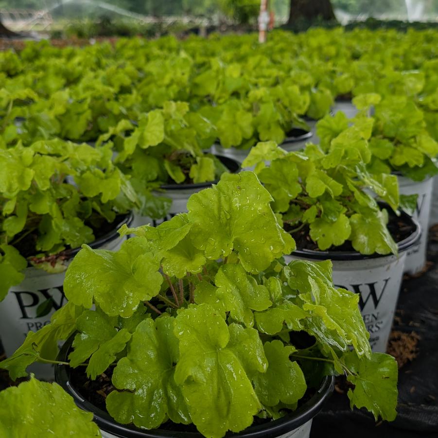 Heuchera 'Lime Marmalade' - Coral Bell from Canterbury Horticulture