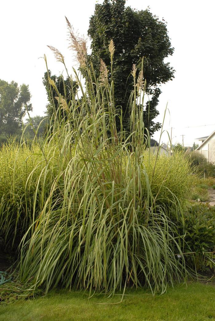 Erianthus ravennae 