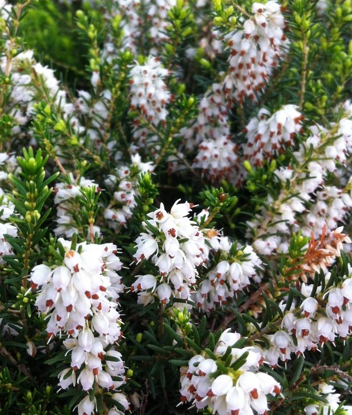 Erica carnea Springwood White
