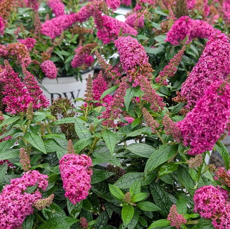 Buddleia 'Pugster Pico Punch™' - Butterfly Bush from Canterbury Horticulture