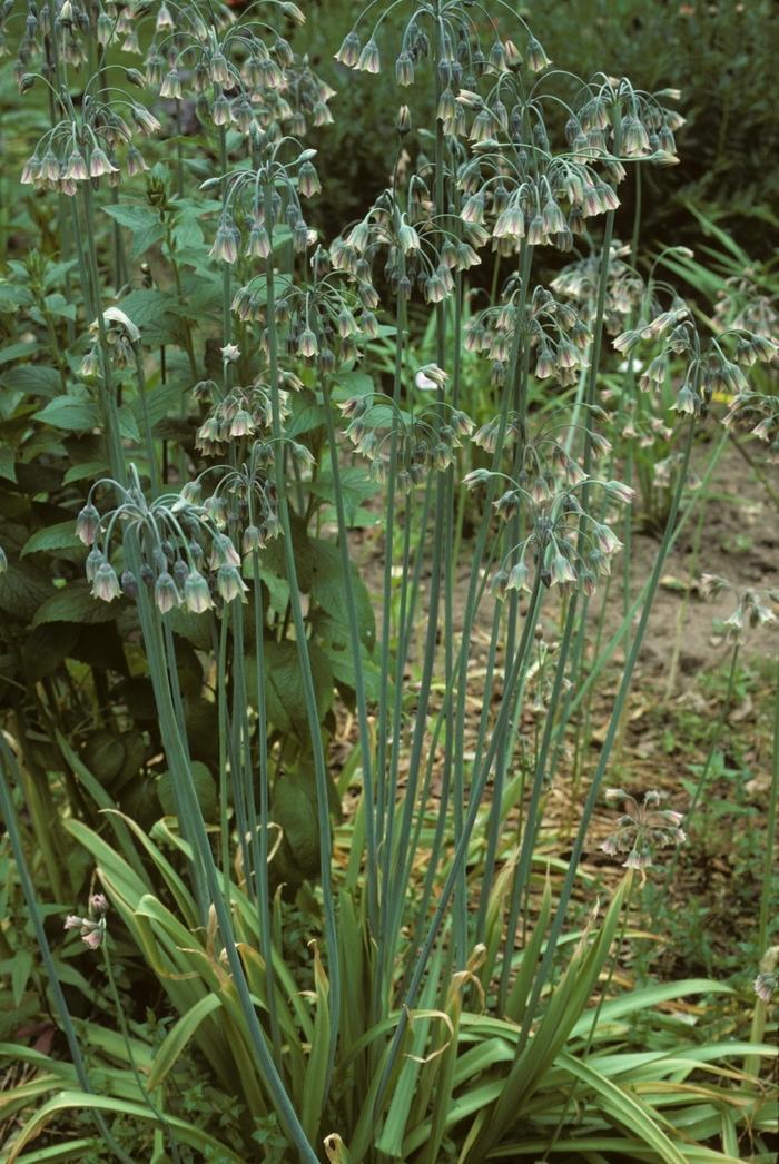Allium bulgaricum 