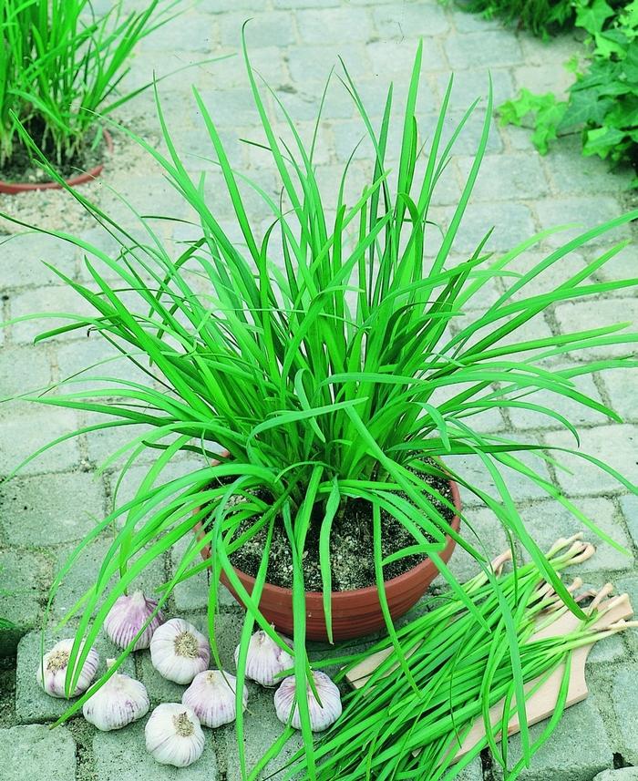 Allium tuberosum Geisha