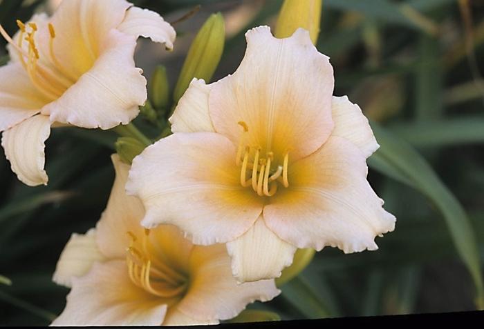 Hemerocallis Mini Pearl