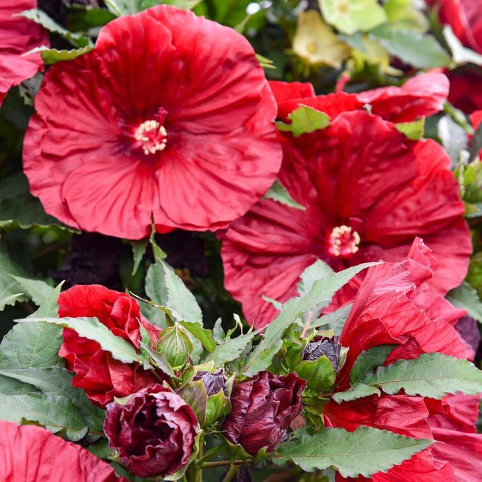 Hibiscus Blackberry Merlot