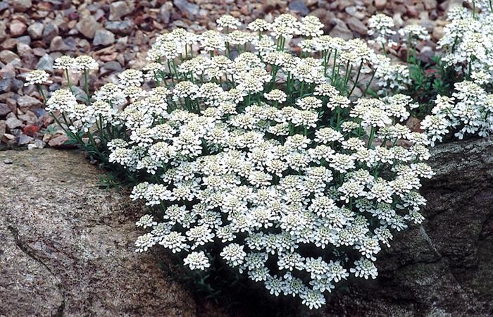 Iberis sempervirens Snow Cushion