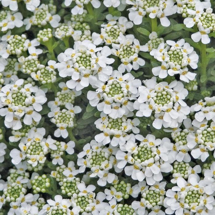 Iberis sempervirens Snowflake