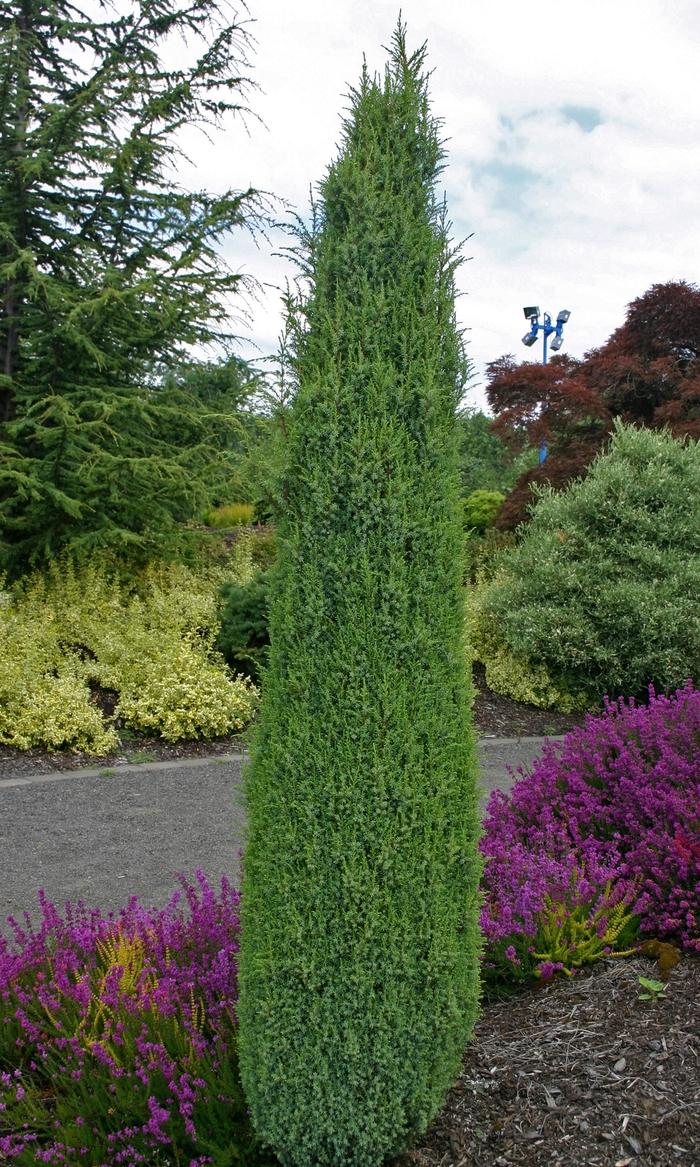 Juniperus communis Compressa