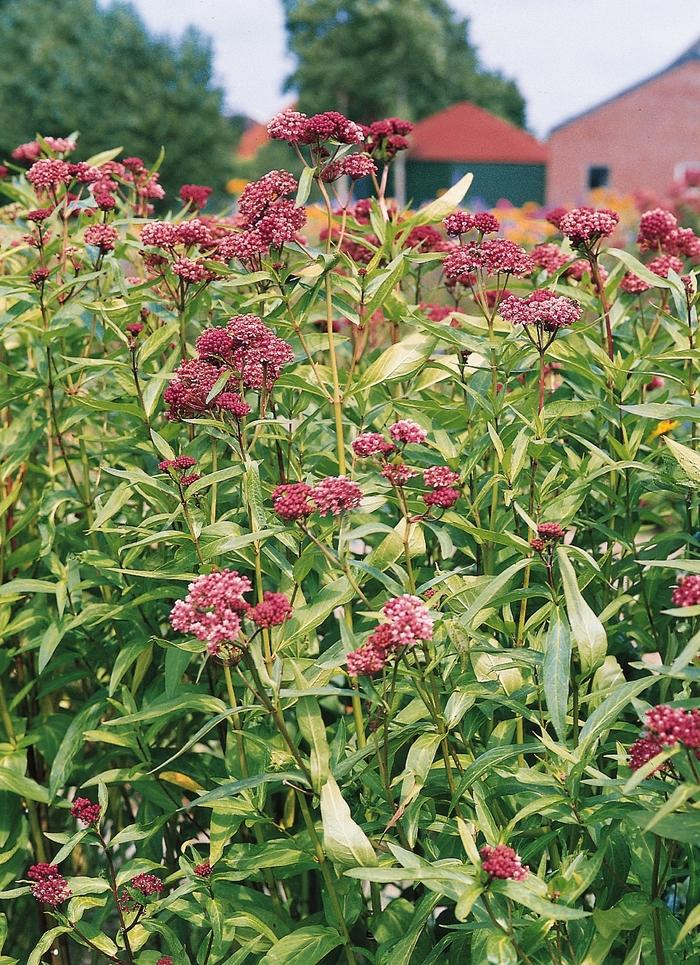 Asclepias incarnata Soulmate