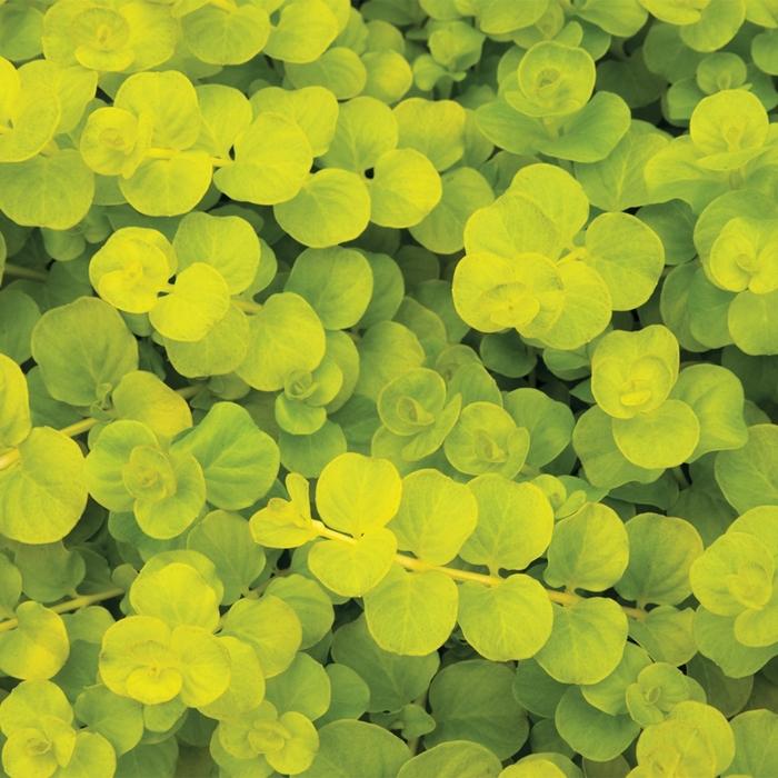 Lysimachia nummularia Goldii