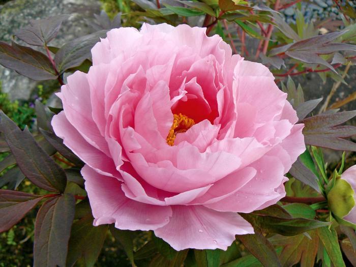 Paeonia suffruticosa Pink
