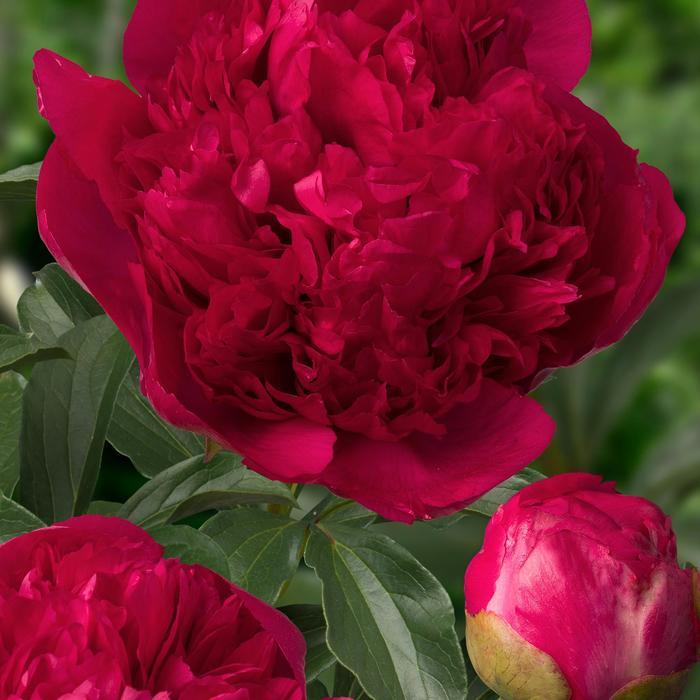 Paeonia Command Performance