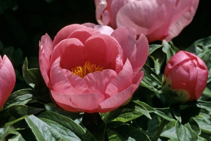 Paeonia lactiflora Lovely Rose