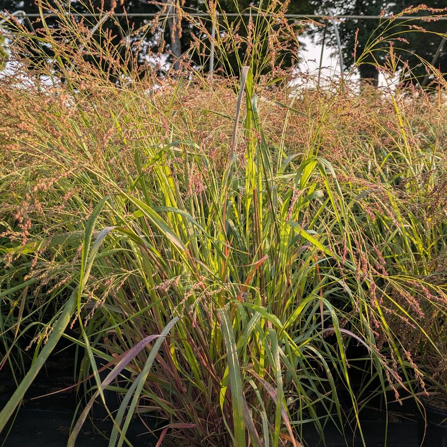 Panicum virgatum 'Cape Breeze' - Switchgrass from Canterbury Horticulture
