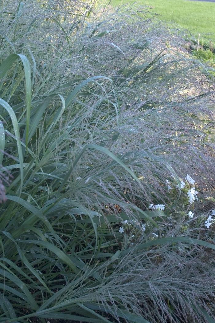 Panicum virgatum Dallas Blues