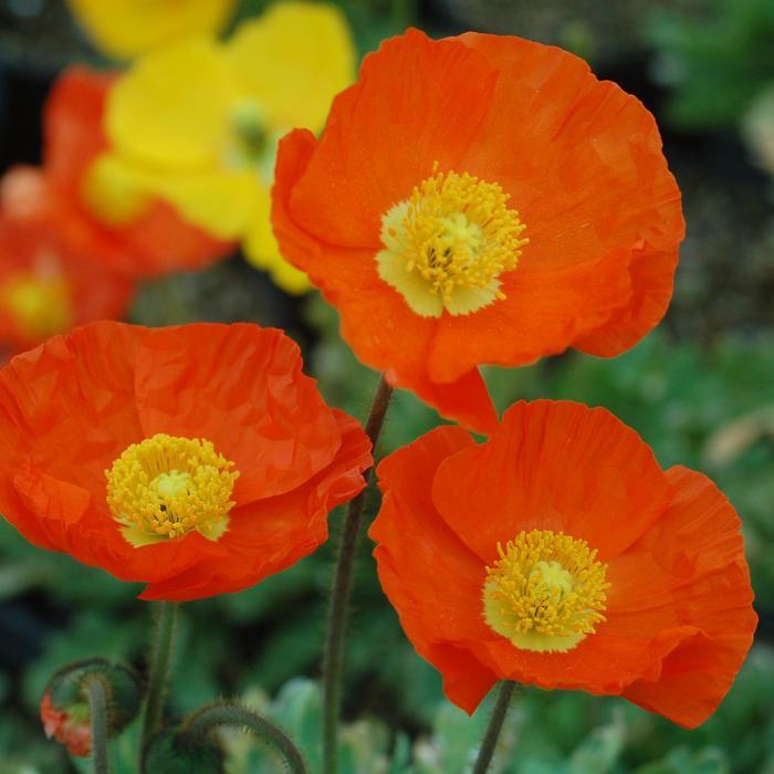 Papaver nudicaule Garden Gnome