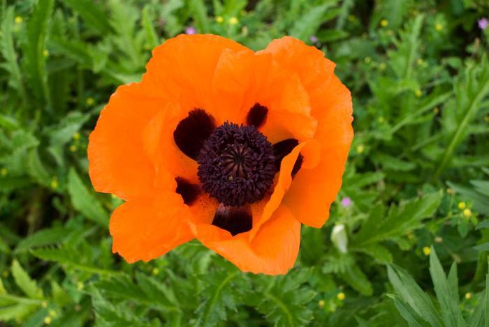 Papaver orientale Prince of Orange