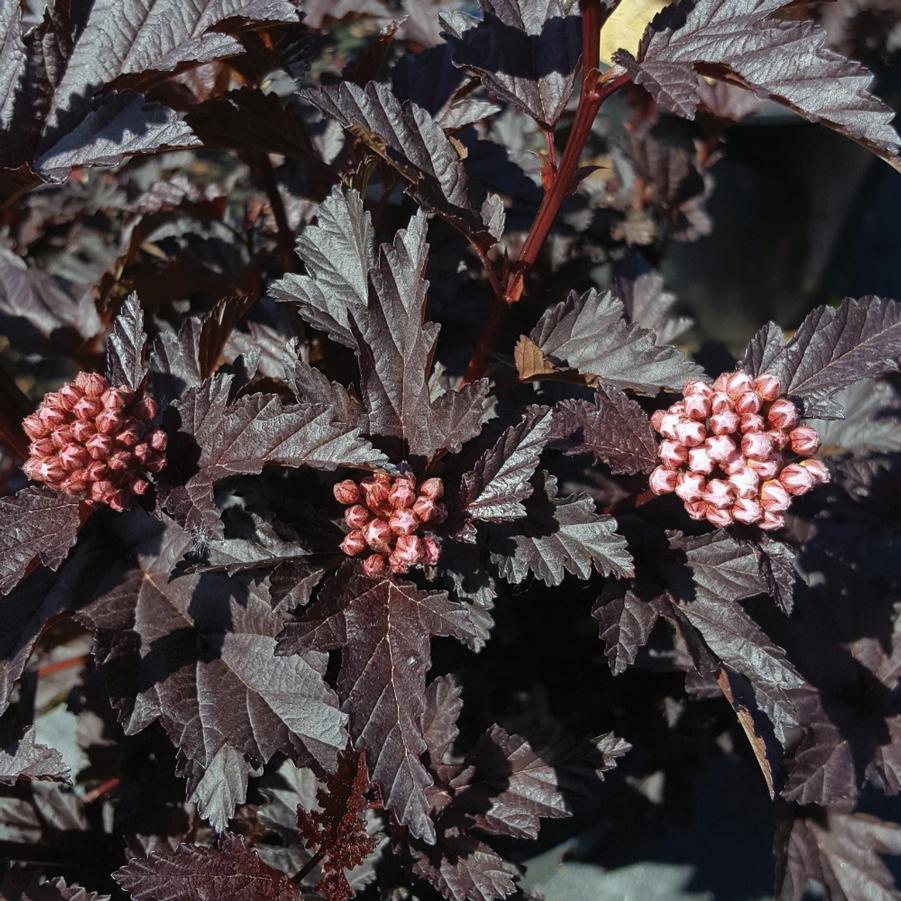 Physocarpus opulifolius 'Panther®' - Ninebark from Bloomin' Easy