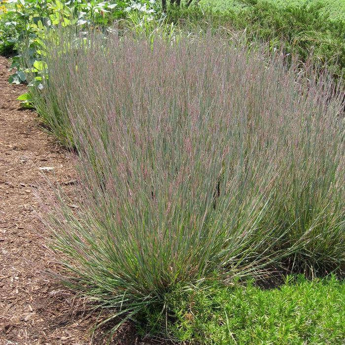 Schizachyrium scoparium Carousel