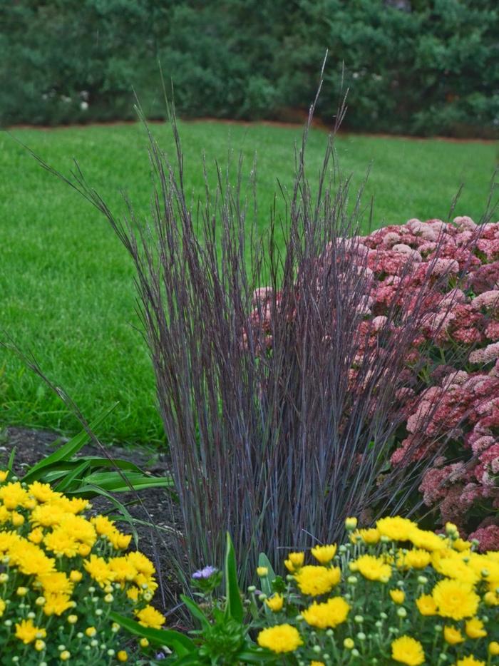 Schizachyrium scoparium Smoke Signal