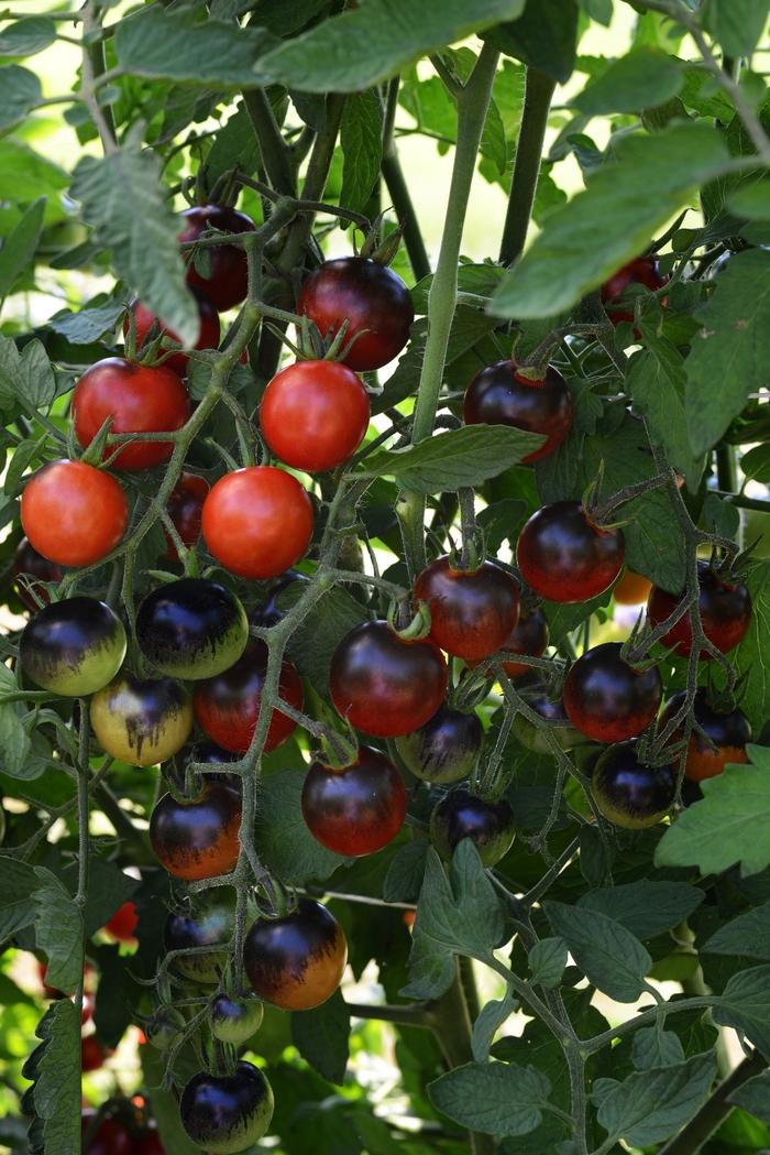 Solanum lycopersicon Midnight Snack