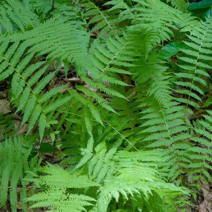 Thelypteris noveboracensis 