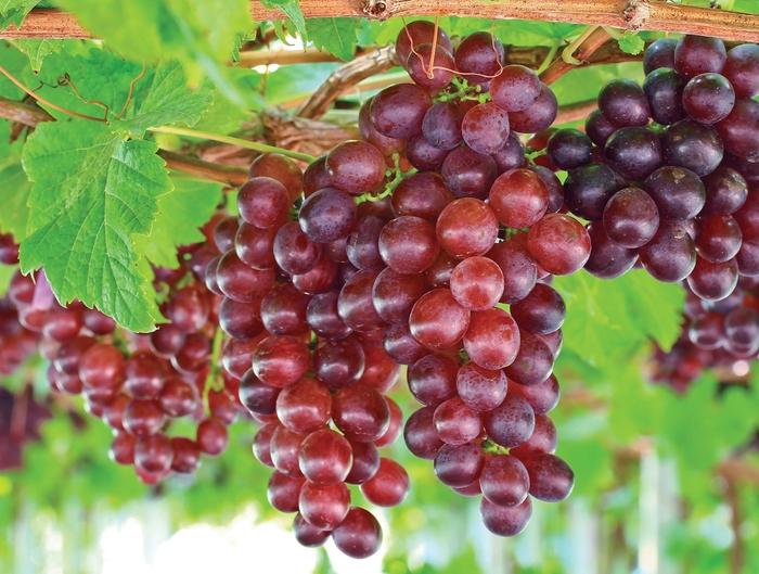Vitis labrusca Catawba