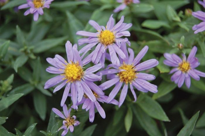 Aster novi-belgii Professor Anton Kippenburg