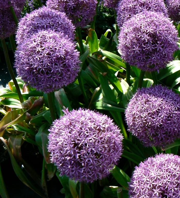 Allium x giganteum Globemaster