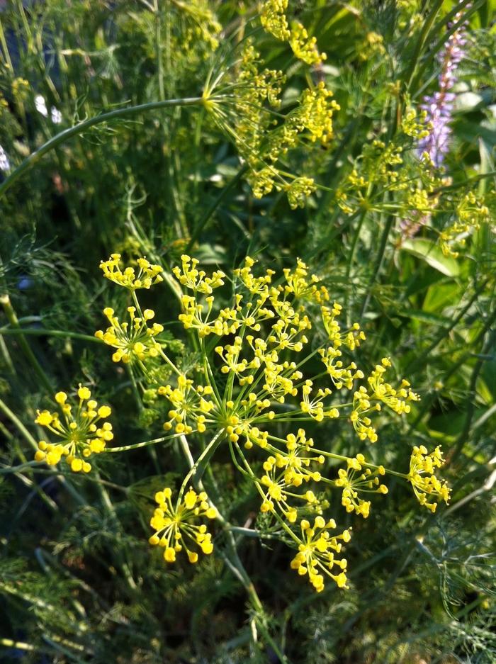 Anethum graveolens 