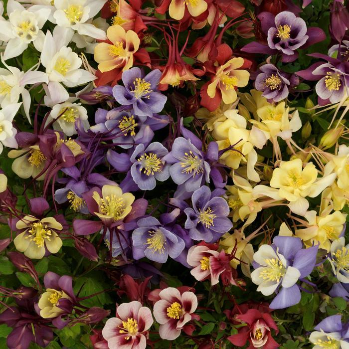 Aquilegia caerulea Earlybird&trade; Mix