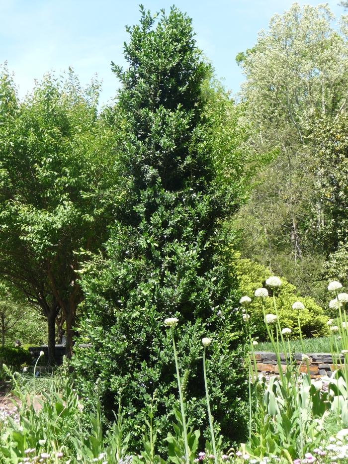 Buxus Green Mountain - Pyramidal