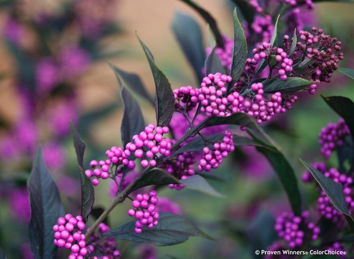 Callicarpa Pearl Glam