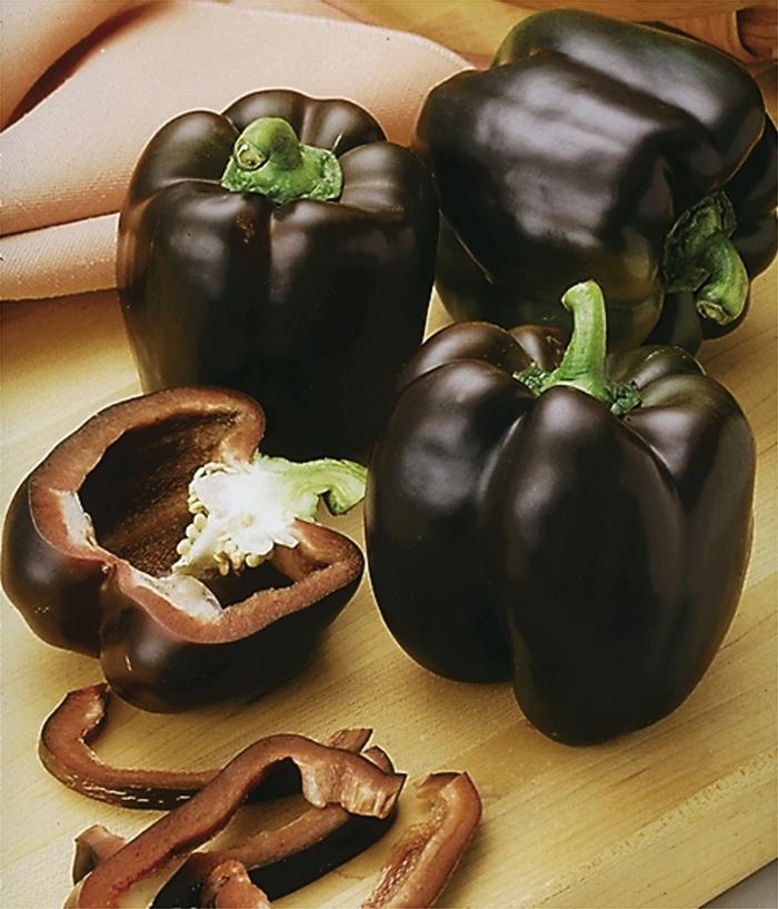 Capsicum annuum Chocolate Beauty