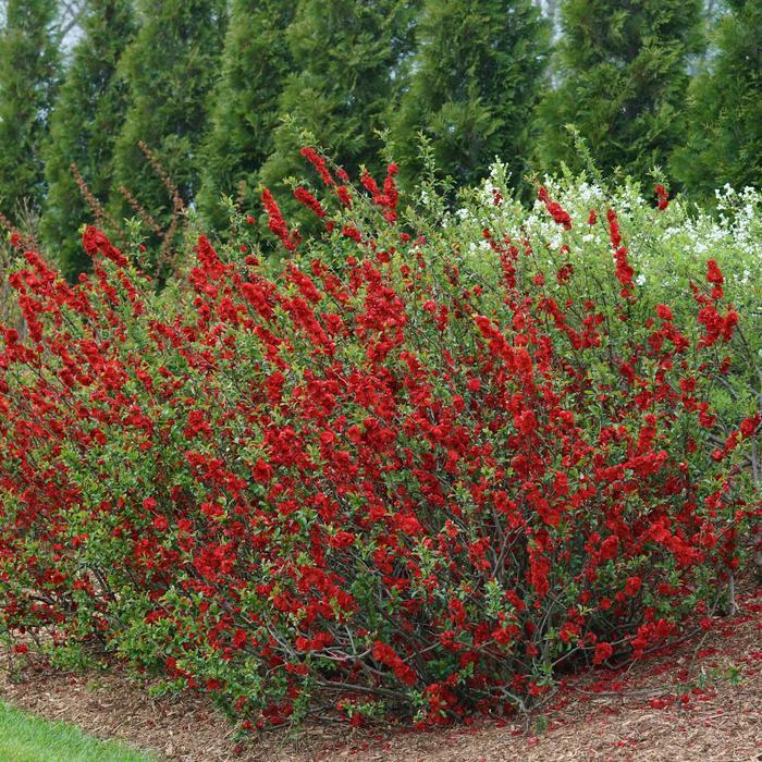 Chaenomeles speciosa Double Take&reg; Scarlet