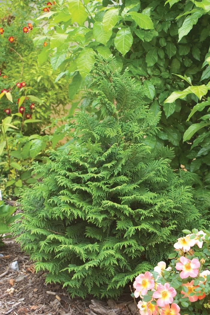 Chamaecyparis pisifera Soft Serve&reg; 