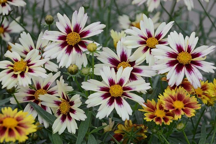 Coreopsis L'il Bang&trade; Starlight