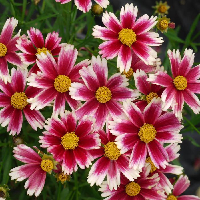 Coreopsis L'il Bang&trade; Candy Stripes