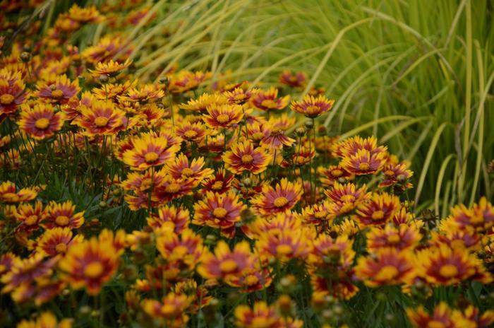 Coreopsis L'il Bang&trade; Daybreak