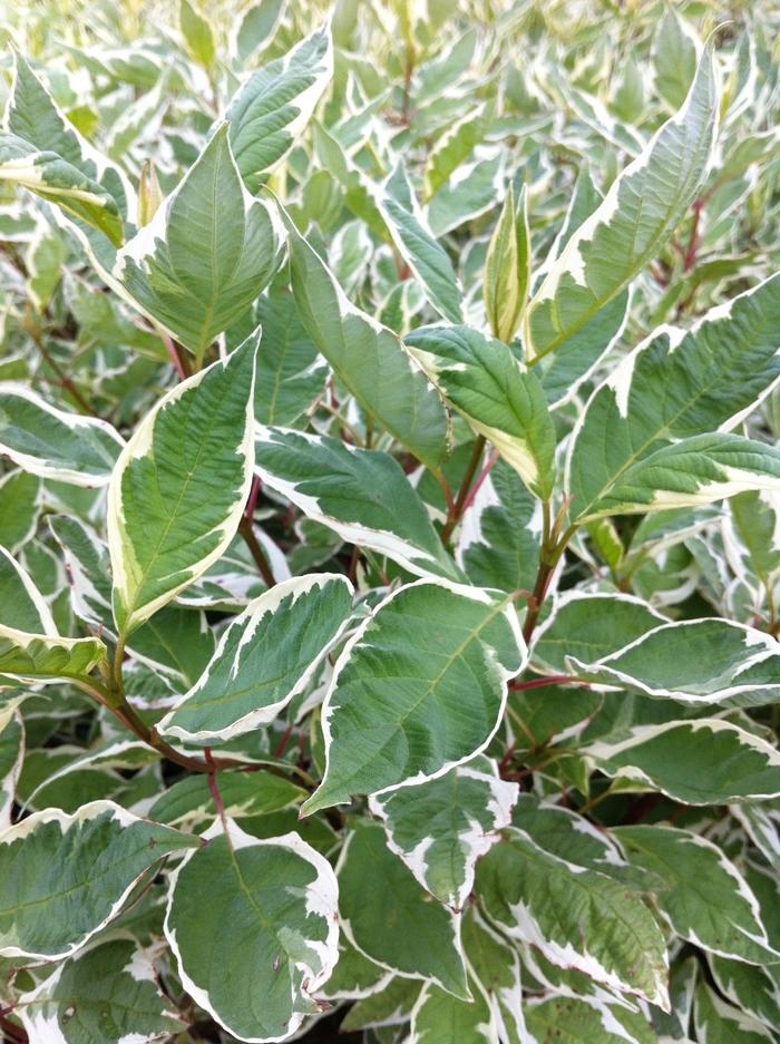 Cornus alba Ivory Halo&reg;
