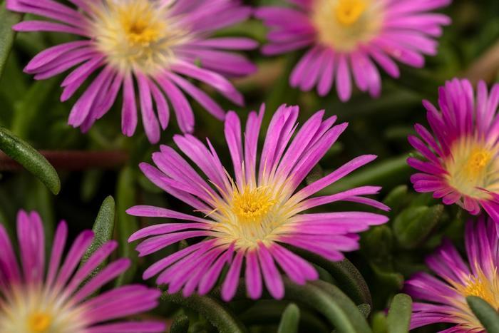 Delosperma cooperi Delmara&trade; Pink