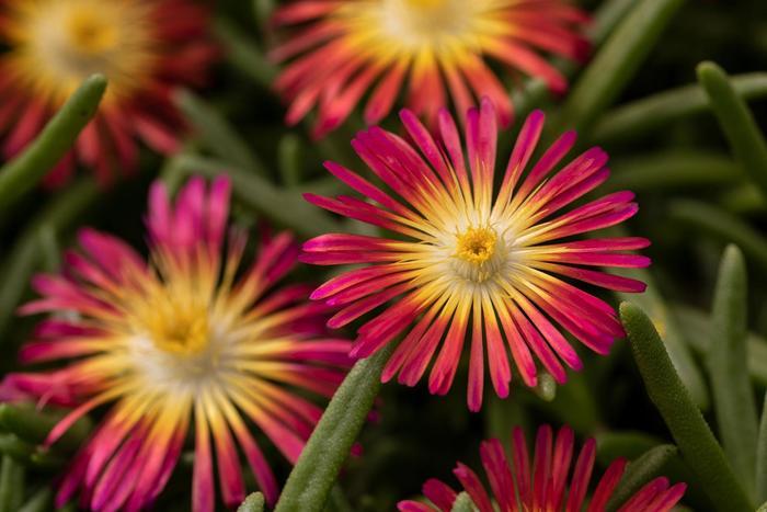 Delosperma cooperi Delmara&trade; Red