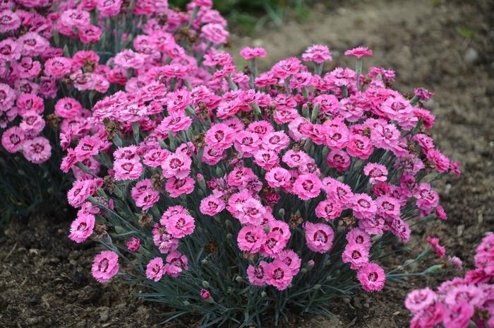 Dianthus Pretty Poppers&trade; Cute as a Button