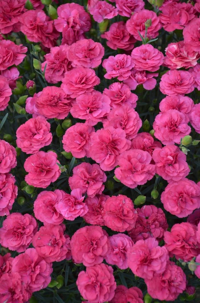 Dianthus Pretty Poppers&trade; Double Bubble