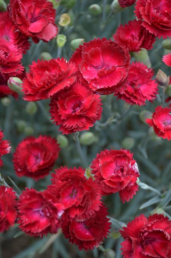 Dianthus Pretty Poppers&trade; Electric Red